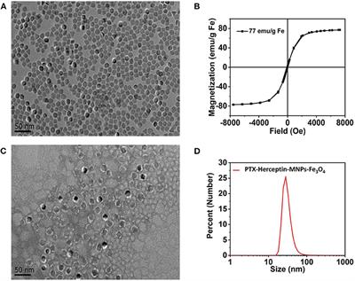 Preclinical Assessment of Paclitaxel- and Trastuzumab-Delivering Magnetic Nanoparticles Fe3O4 for Treatment and Imaging of HER2-Positive Breast Cancer